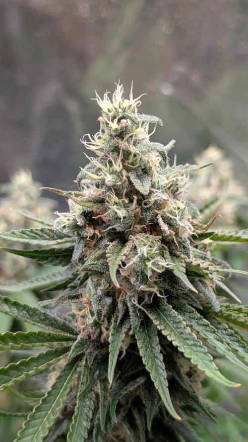 Super Boof Weed Seed Shop. Week 17 - Day 119