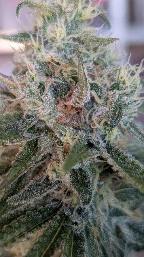 Super Boof Weed Seed Shop. Week 17 - Day 119