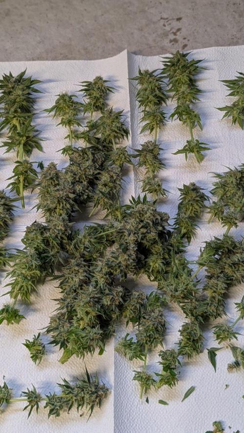 Super Boof Weed Seed Shop. Week 17 - Day 119