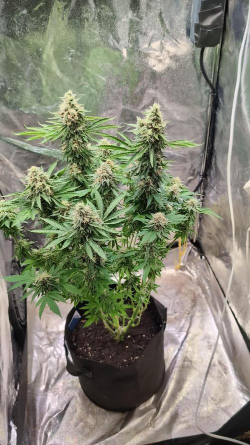 Super Boof Weed Seed Shop