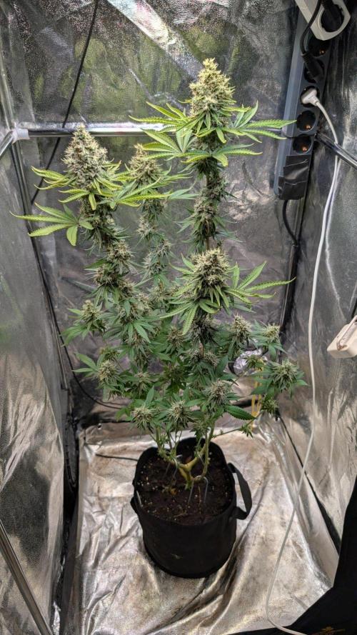 Glue Prom Walipini Seeds. Week 18 - Day 126