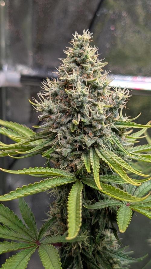 Glue Prom Walipini Seeds. Week 18 - Day 126