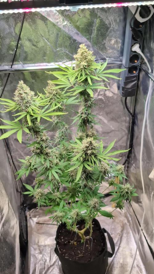 Glue Prom Walipini Seeds