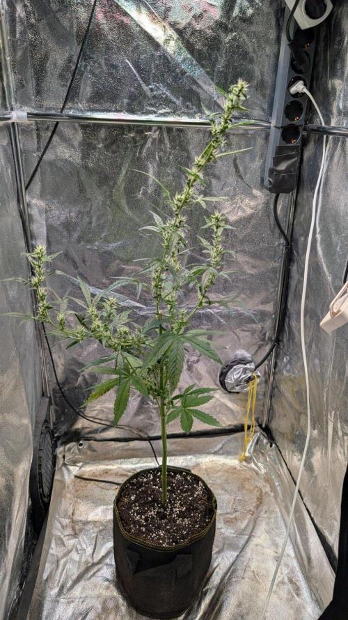 Toffee Pudding Auto Anesia Seeds. Week 9 - Day 63