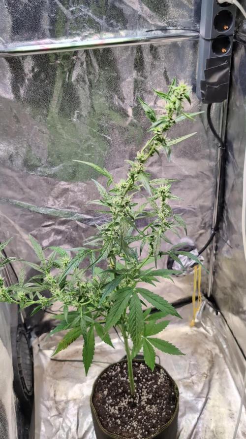 Toffee Pudding Auto Anesia Seeds