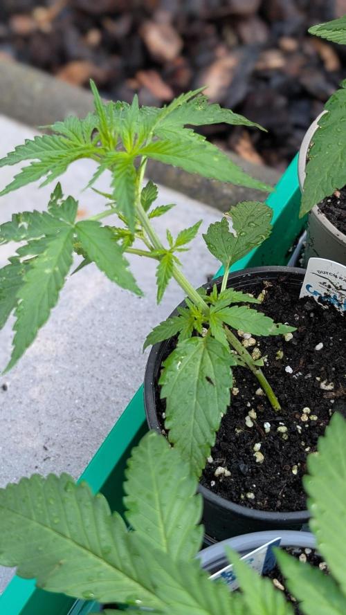 Crystal Candy XL Auto - Sweet Seeds. Week 3 - Day 15