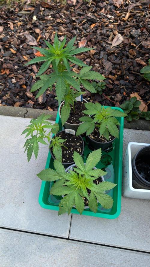Diablo Rojo XL Auto - Sweet Seeds. Week 3 - Day 15