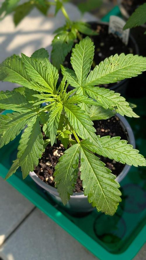 Diablo Rojo XL Auto - Sweet Seeds. Week 3 - Day 15