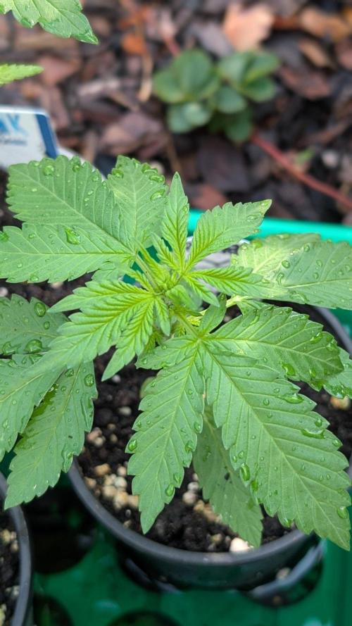 Papaya Cookies Auto Fast Buds. Week 3 - Day 15