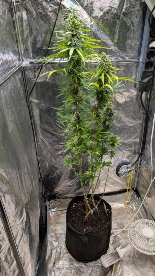 Strawberry Cola Sherbet F1 Sweet Seeds. Week 18 - Day 120