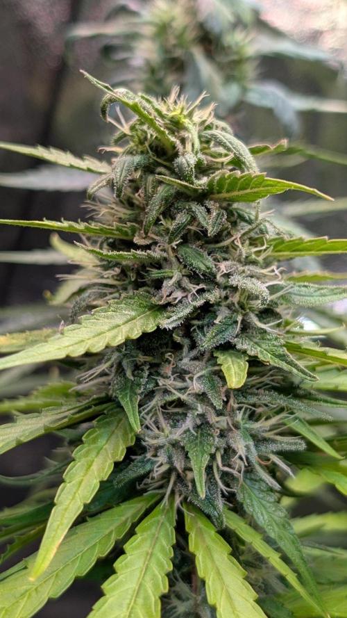 Strawberry Cola Sherbet F1 Sweet Seeds. Week 18 - Day 120