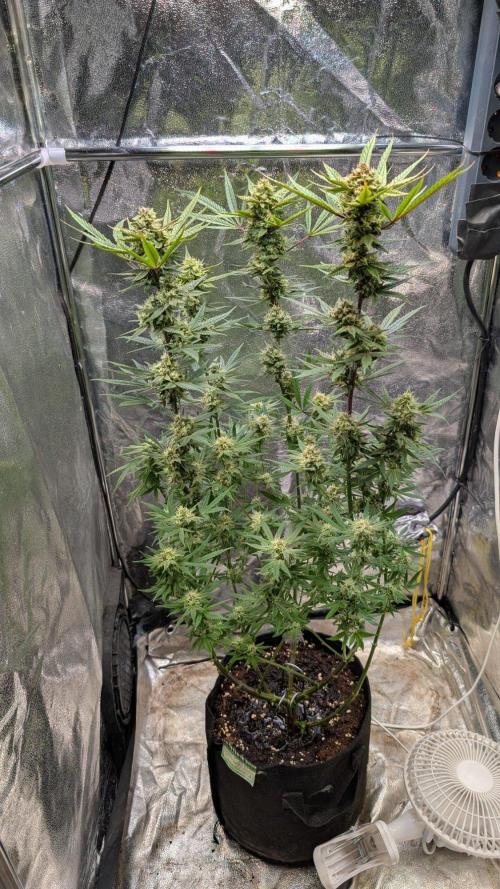 The Gassy One Super Sativa Seed Club. Week 18 - Day 120