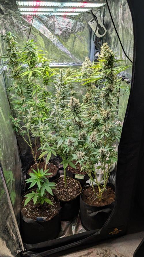 Glue Prom Walipini Seeds. Week 19 - Day 127