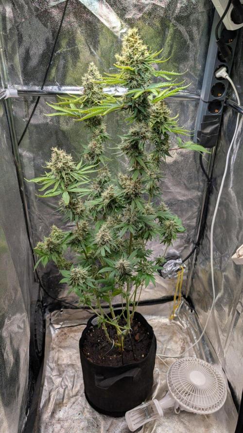 Glue Prom Walipini Seeds. Week 19 - Day 127