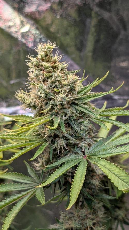 Glue Prom Walipini Seeds. Week 19 - Day 127