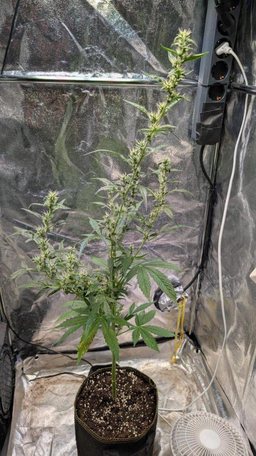 Toffee Pudding Auto Anesia Seeds. Week 10 - Day 64