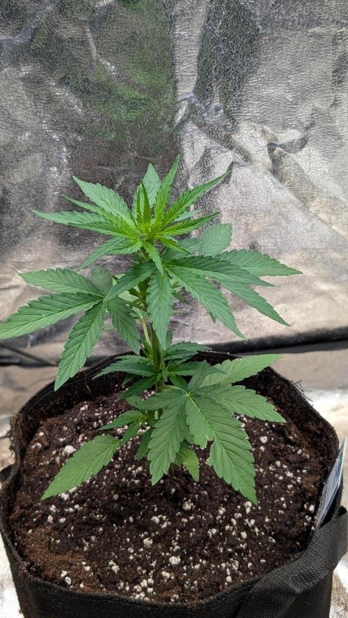 Auto Super Skunk - Sensible Seeds. Week 4 - Day 22