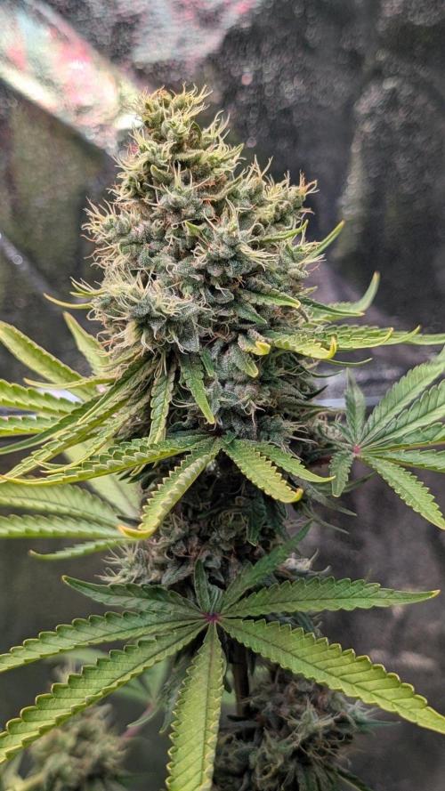Glue Prom Walipini Seeds. Week 19 - Day 128