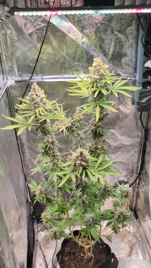 Glue Prom Walipini Seeds