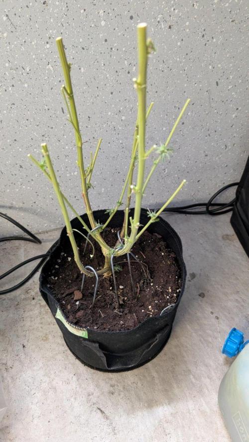 Glue Prom Walipini Seeds. Week 20