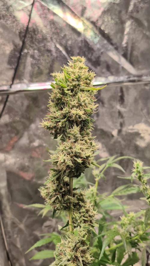 Glue Prom Walipini Seeds