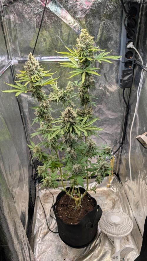 Glue Prom Walipini Seeds. Week 20