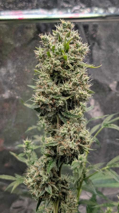 Glue Prom Walipini Seeds. Week 20