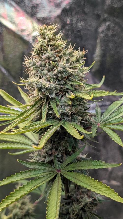 Walipini Seeds - Glue Prom door Suemchen