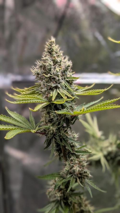 Glue Prom Walipini Seeds. Week 20