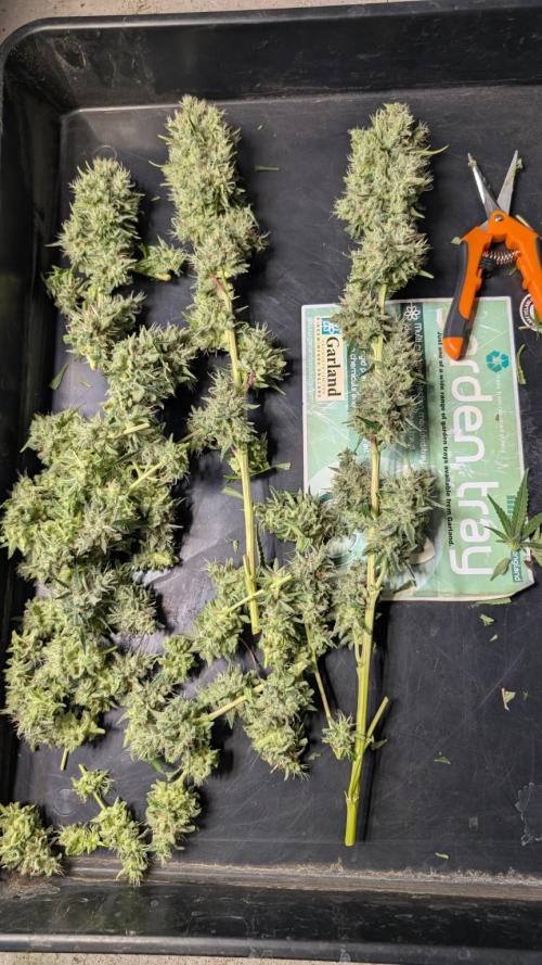 Glue Prom Walipini Seeds. Week 20