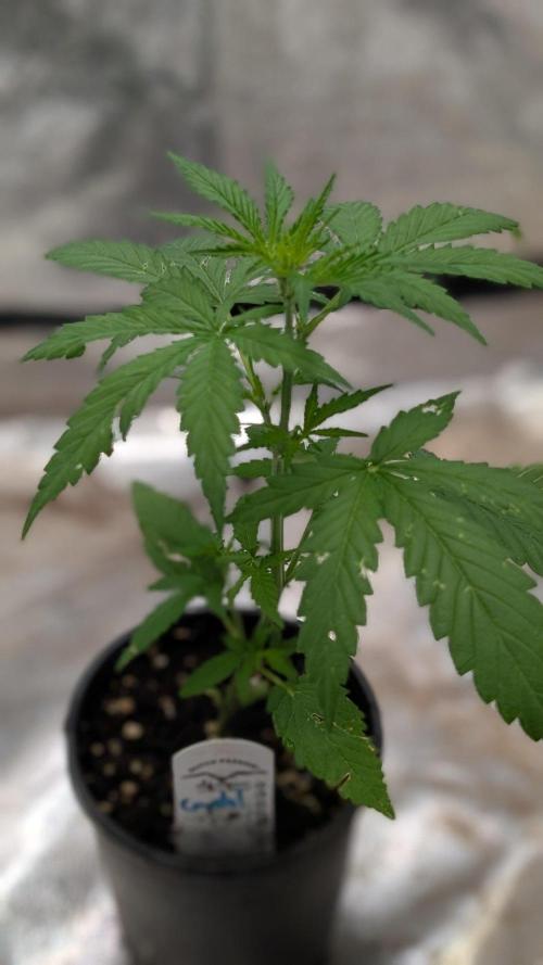 Crystal Candy XL Auto - Sweet Seeds. Week 3 - Day 18