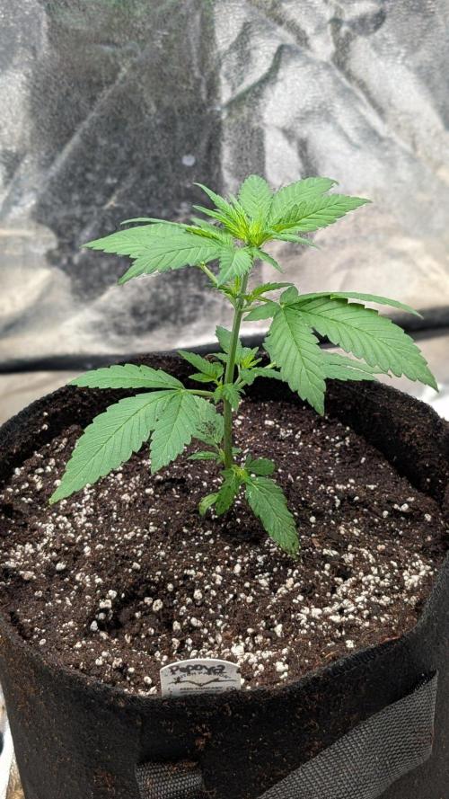 Papaya Cookies Auto Fast Buds. Week 3 - Day 18