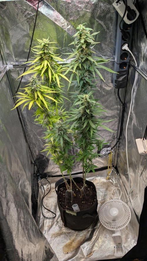Strawberry Cola Sherbet F1 Sweet Seeds. Week 18 - Day 123