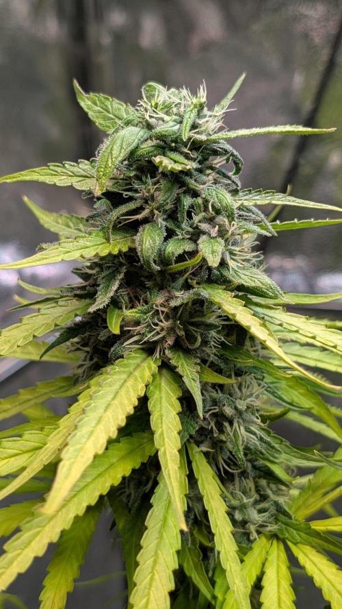 Strawberry Cola Sherbet F1 Sweet Seeds. Week 18 - Day 123