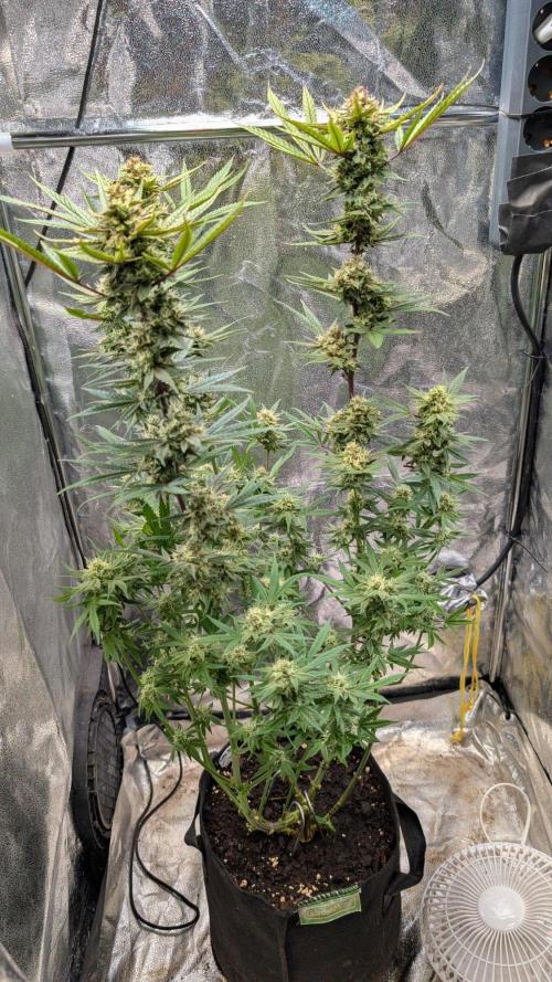 The Gassy One Super Sativa Seed Club. Week 18 - Day 123