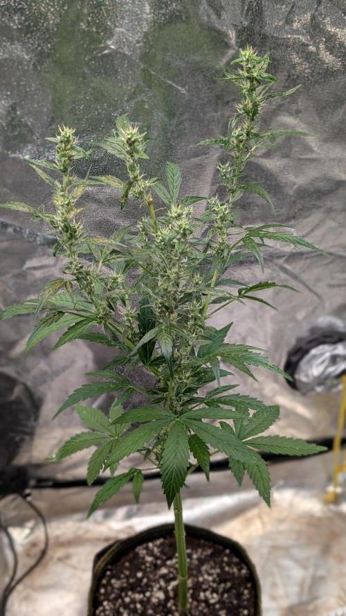Toffee Pudding Auto Anesia Seeds. Week 10 - Day 67