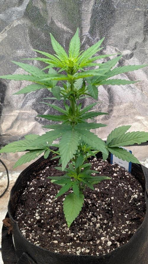 Auto Super Skunk - Sensible Seeds. Week 4 - Day 25