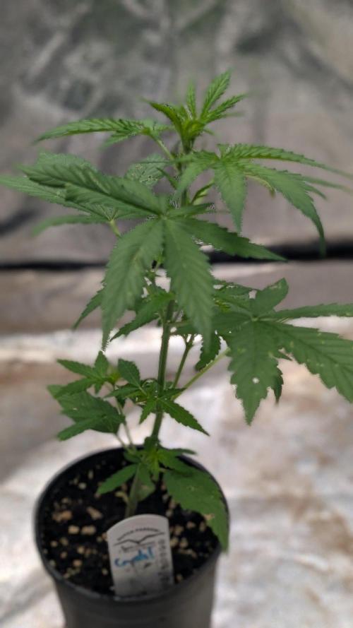 Crystal Candy XL Auto - Sweet Seeds. Week 3 - Day 21