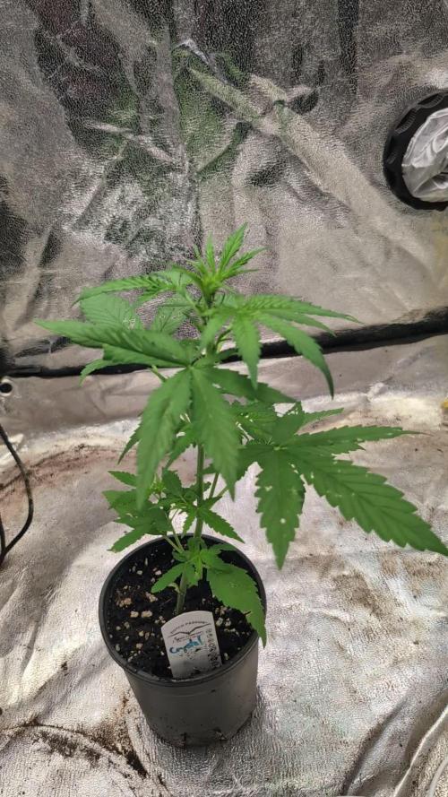 Crystal Candy XL Auto - Sweet Seeds