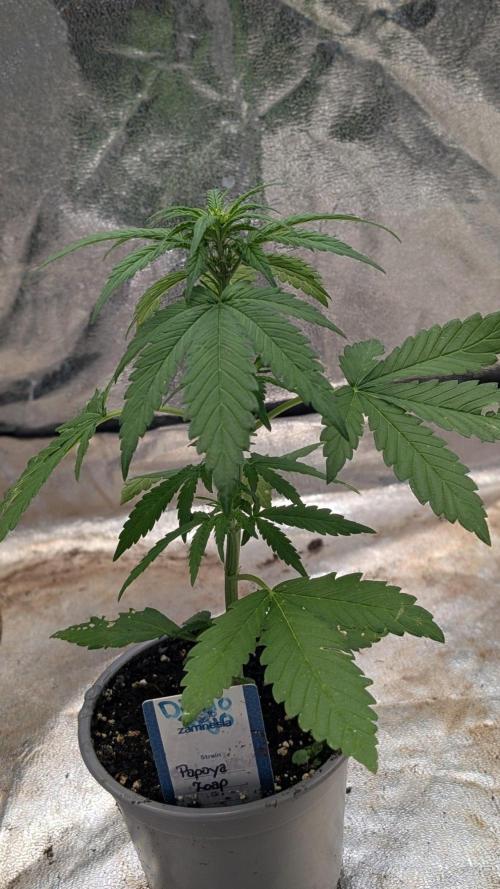Diablo Rojo XL Auto - Sweet Seeds. Week 3 - Day 21