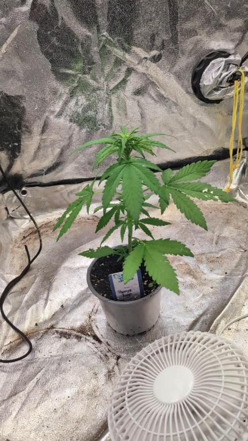 Diablo Rojo XL Auto - Sweet Seeds