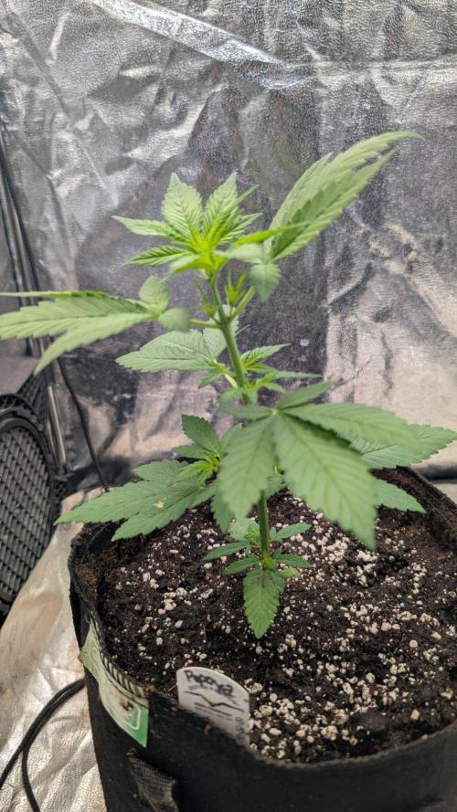 Papaya Cookies Auto Fast Buds. Week 3 - Day 21