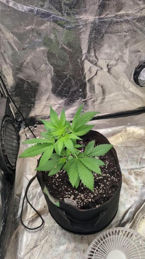 Papaya Cookies Auto Fast Buds