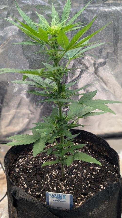 Auto Super Skunk - Sensible Seeds. Week 4 - Day 28