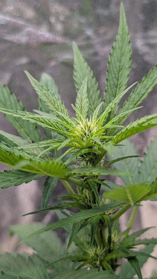 Auto Super Skunk - Sensible Seeds. Week 4 - Day 28