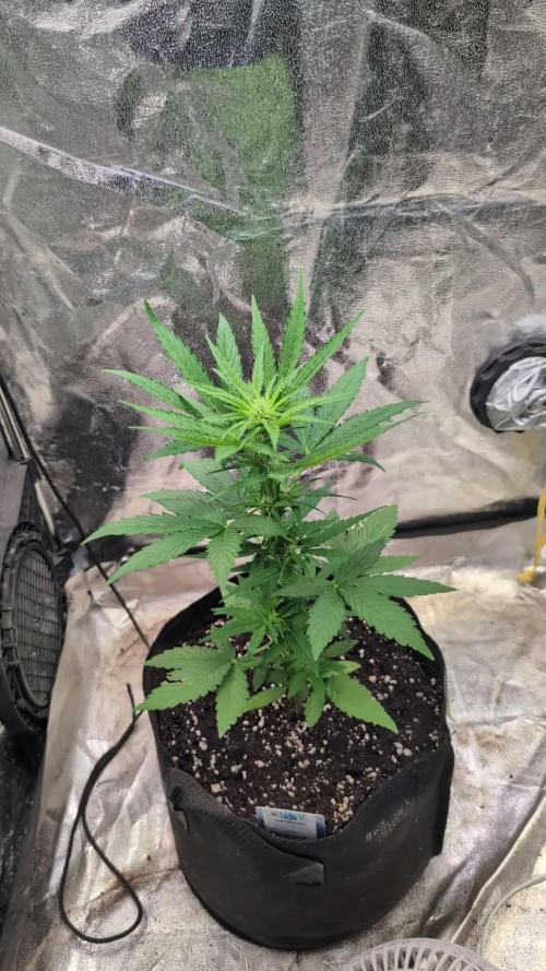 Auto Super Skunk - Sensible Seeds