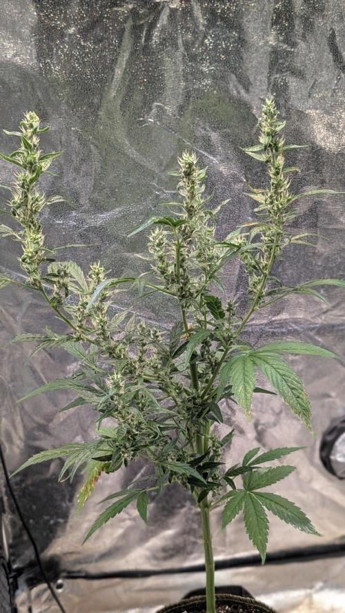 Toffee Pudding Auto Anesia Seeds. Week 10 - Day 70