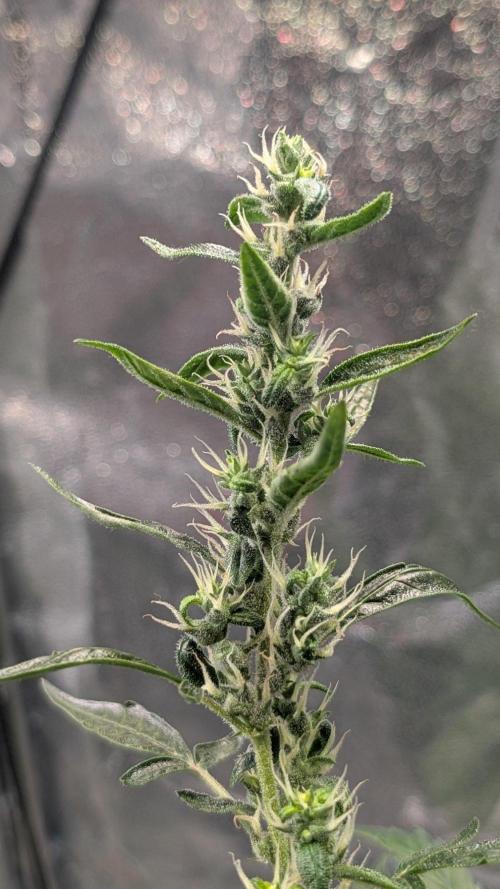 Toffee Pudding Auto Anesia Seeds. Week 10 - Day 70