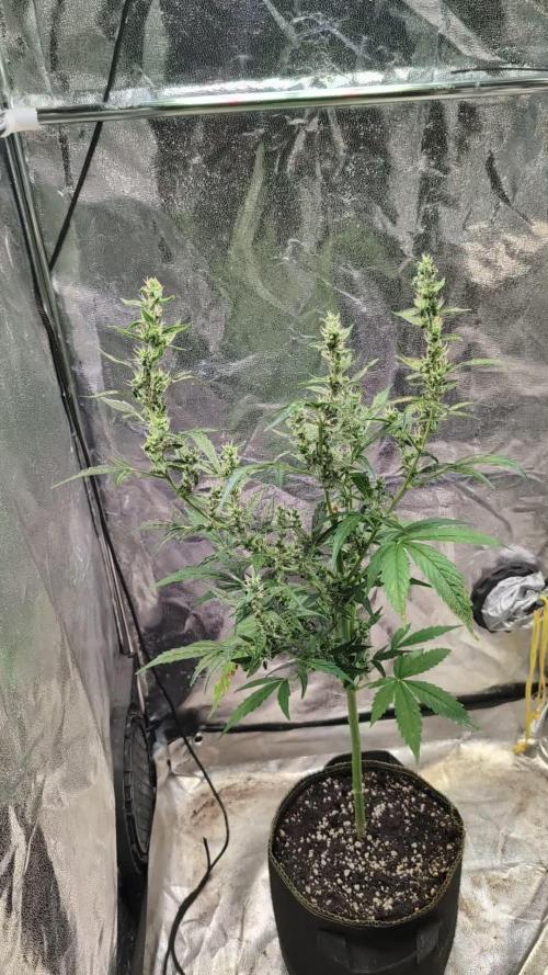 Toffee Pudding Auto Anesia Seeds