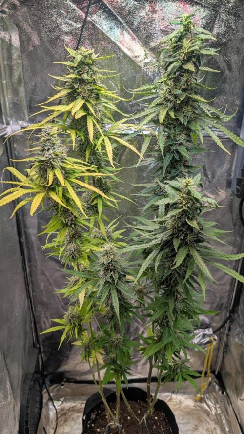 Strawberry Cola Sherbet F1 Sweet Seeds. Week 18 - Day 126